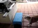 English Bulldog Vegas vs. Darth Vador English Bulldog Vegas vs. Darth Vador
