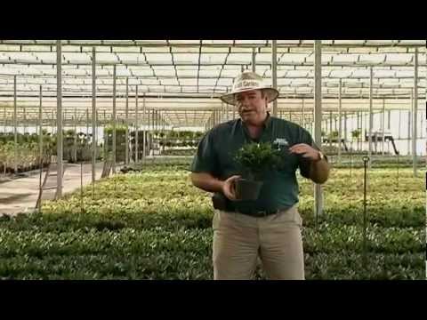 how to care dracaena