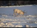 The Legend of the White Deer!