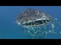 duiken walvishaai paul vermeulen sliedrecht whaleshark