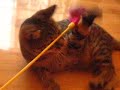 wong wai meow