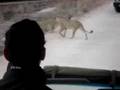 Lions Crossing the Road at Kruger Park 