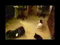Domme kat