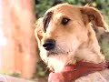 Sherlock Bones Videos Combined