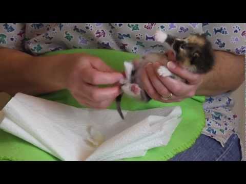 how to care for a newborn kitten