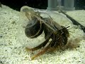The most amazing Hermit crab exhibit!!?????????????