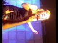 Rebeca Brown DOMM DISCO (bregadores)