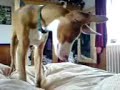 maera ibizan hound playing on my bed