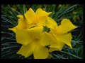 dua-from-alafasycom.html