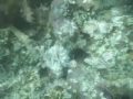 Jamaican Reefs Montego Bay