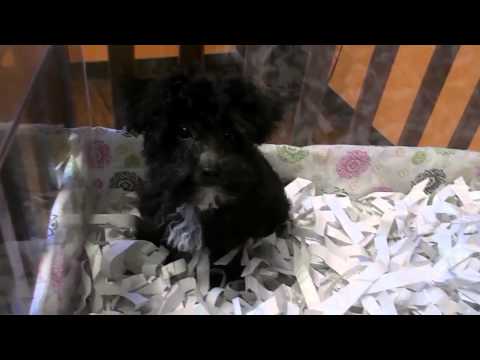 cute small toy poodle!!!!