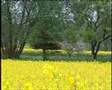 Rapeseed Fields in Hessen, Germany