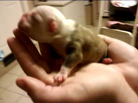 bull dog