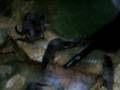 videos de Squealing otters
