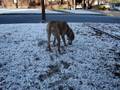 videos de Our Great Dane Tess
