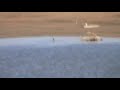 Celebration of International Day of Wetlands 2011: observation of migratory birds in the dams of Biskra (Algeria)