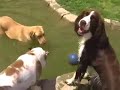 Paws 4 Play Dog Daycare