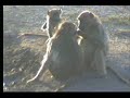 5.18.07 4.20pm Baboons and babies playing at the waterhole