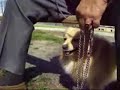 Angry Dog