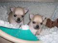 chihuahua puppies home diary