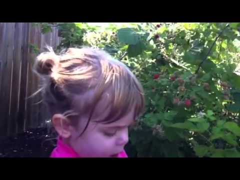 how to harvest sweet peas