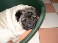 My pugs - soulmate - natasha beddingfield