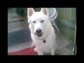 siberian husky's tongue gettin stuck to the door siberian husky's tongue gettin stuck to the door