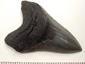 The Megalodon - Worlds Biggest Shark