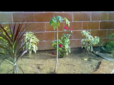 how to fertilize cestrum nocturnum