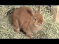 ゆず （ネザーランドドワーフ）うさぎ・ウサギ
