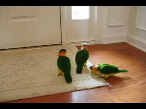 12 week old baby white bellied caiques