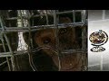 Chimps - Uganda
