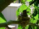 Humming bird nest March 20 2007