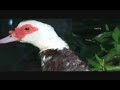 Mama Muscovy & Many Mini Muscovies Mama Muscovy & Many Mini Muscovies