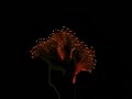 Qifteli -
