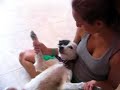milky 5y.old--my sweety dog---????? ?? 5 ?? ????? ????? ????