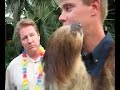 Sloth at Seaworld Orlando