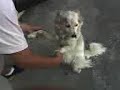 cane ballerino a venosa