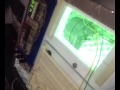 Click here to watch this video Control de Temperatura para una Incubadora