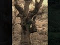 VIEJO ROBLE de Miguel Barrera Dur�n