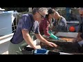 Post-larval lobster collection project at Murray River harbour