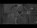 The young, dumb, and the Rabbit
