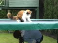 Our cat attacks the hump on the trampoline!