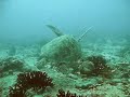 Buceo en Maldivas Buceo en Maldivas