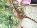 Tarsiers