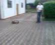 FG Marder vs. Hund