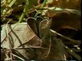Karner Blue Butterfly