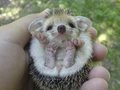 Ultra Kawaii - Hello, Hedgehog!