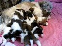 Tessa and her puppies 5