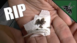 Tarantula escape GONE WRONG | Transfer 7